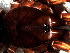  (Cyriocosmus sp. 2 FML - SAC1DDR006)  @12 [ ] CreativeCommons - Attribution  Author: Facundo M. Labarque - MACN-Argentina Museo Argentino de Ciencias Naturales