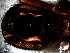  ( - SAC1NHB018)  @12 [ ] CreativeCommons - Attribution  Author: Facundo M. Labarque - MACN-Argentina Museo Argentino de Ciencias Naturales