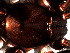  (Cyriocosmus sp. 3 FML - SAC1NHB018)  @12 [ ] CreativeCommons - Attribution  Author: Facundo M. Labarque - MACN-Argentina Museo Argentino de Ciencias Naturales