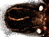  ( - SAC1NHL014)  @12 [ ] CreativeCommons - Attribution  Author: Facundo M. Labarque - MACN-Argentina Museo Argentino de Ciencias Naturales