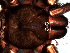 ( - SAC1NHL014)  @12 [ ] CreativeCommons - Attribution  Author: Facundo M. Labarque - MACN-Argentina Museo Argentino de Ciencias Naturales