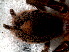  ( - STC1N6L001)  @12 [ ] CreativeCommons - Attribution  Author: Facundo M. Labarque - MACN-Argentina Museo Argentino de Ciencias Naturales