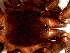  ( - STC1N6L001)  @12 [ ] CreativeCommons - Attribution  Author: Facundo M. Labarque - MACN-Argentina Museo Argentino de Ciencias Naturales