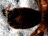  (Cyriocosmus elegans - STD1N4H003)  @12 [ ] CreativeCommons - Attribution  Author: Facundo M. Labarque - MACN-Argentina Museo Argentino de Ciencias Naturales