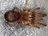  (Cyriocosmus - SCC1DGD007)  @13 [ ] CreativeCommons - Attribution  Author: Facundo M. Labarque - MACN-Argentina Museo Argentino de Ciencias Naturales