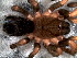  (Cyriocosmus sp. 1 FML - SCD1NED001)  @13 [ ] CreativeCommons - Attribution  Author: Facundo M. Labarque - MACN-Argentina Museo Argentino de Ciencias Naturales