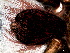  (Sericopelma sp. 1 FML - SCU1NGH026)  @11 [ ] CreativeCommons - Attribution  Author: Facundo M. Labarque - MACN-Argentina Museo Argentino de Ciencias Naturales