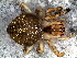  (Chrysometa - SAD1NGH010)  @14 [ ] CreativeCommons - Attribution  Author: Facundo M. Labarque - MACN-Argentina Museo Argentino de Ciencias Naturales