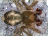  (Grammonota secata - SAB1DDA006)  @13 [ ] CreativeCommons - Attribution Non-Commercial Share-Alike (2010) Author: Luis N. Piacentini - MACN-Argentina Museo Argentino de Ciencias Naturales
