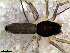  (Dubiaranea sp. 2 FML - SAB1DDA018)  @12 [ ] CreativeCommons - Attribution Non-Commercial Share-Alike (2010) Author: Luis N. Piacentini - MACN-Argentina Museo Argentino de Ciencias Naturales