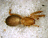  (Elaver sp. 5 FML - SAB1DFH007)  @12 [ ] CreativeCommons - Attribution Non-Commercial Share-Alike (2010) Author: Mariana L. Barone - MACN-Argentina Museo Argentino de Ciencias Naturales