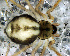  (Grammonota teresta - SAB1DHA021)  @13 [ ] CreativeCommons - Attribution Non-Commercial Share-Alike (2010) Author: Luis N. Piacentini - MACN-Argentina Museo Argentino de Ciencias Naturales