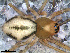  ( - SAB2DEB025)  @13 [ ] CreativeCommons - Attribution Non-Commercial Share-Alike (2010) Author: Luis N. Piacentini - MACN-Argentina Museo Argentino de Ciencias Naturales