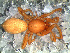  (Stenoonops - SAC1DDA013)  @11 [ ] CreativeCommons - Attribution Non-Commercial Share-Alike (2010) Author: Luis N. Piacentini - MACN-Argentina Museo Argentino de Ciencias Naturales