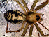  (Dubiaranea sp. 3 FML - SAC1NDB010)  @13 [ ] CreativeCommons - Attribution Non-Commercial Share-Alike (2010) Author: Luis N. Piacentini - MACN-Argentina Museo Argentino de Ciencias Naturales