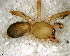  ( - SAC1NFH001)  @12 [ ] CreativeCommons - Attribution Non-Commercial Share-Alike (2010) Author: Mariana L. Barone - MACN-Argentina Museo Argentino de Ciencias Naturales