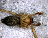  ( - SAC1NHH011)  @12 [ ] CreativeCommons - Attribution Non-Commercial Share-Alike (2010) Author: Mariana L. Barone - MACN-Argentina Museo Argentino de Ciencias Naturales
