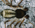  ( - SAD1NGA013)  @13 [ ] CreativeCommons - Attribution Non-Commercial Share-Alike (2010) Author: Luis N. Piacentini - MACN-Argentina Museo Argentino de Ciencias Naturales