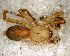  ( - SAD2NCB018)  @12 [ ] CreativeCommons - Attribution Non-Commercial Share-Alike (2010) Author: Mariana L. Barone - MACN-Argentina Museo Argentino de Ciencias Naturales
