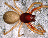  (Trachelas sp. 3 FML - SAU1NCB012)  @13 [ ] CreativeCommons - Attribution Non-Commercial Share-Alike (2010) Author: Facundo M. Labarque - MACN-Argentina Museo Argentino de Ciencias Naturales