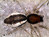  (Dubiaranea sp. 10 FML - SAU1NDA016)  @12 [ ] CreativeCommons - Attribution Non-Commercial Share-Alike (2010) Author: Luis N. Piacentini - MACN-Argentina Museo Argentino de Ciencias Naturales
