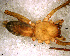  (Elaver sp. 3 FML - SAU1NGH009)  @12 [ ] CreativeCommons - Attribution Non-Commercial Share-Alike (2010) Author: Mariana L. Barone - MACN-Argentina Museo Argentino de Ciencias Naturales
