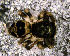  ( - SCB1DER004)  @13 [ ] CreativeCommons - Attribution Non-Commercial Share-Alike (2010) Author: Luis N. Piacentini - MACN-Argentina Museo Argentino de Ciencias Naturales