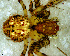  (Mimetus rusticus - SCB1DFD004)  @13 [ ] CreativeCommons - Attribution Non-Commercial Share-Alike (2010) Author: Luis N. Piacentini - MACN-Argentina Museo Argentino de Ciencias Naturales
