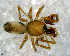  (Agyneta cincta - SCB1DFR030)  @13 [ ] CreativeCommons - Attribution Non-Commercial Share-Alike (2010) Author: Luis N. Piacentini - MACN-Argentina Museo Argentino de Ciencias Naturales