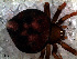  (Lasaeola donaldi - SCB1DGH011)  @12 [ ] CreativeCommons - Attribution Non-Commercial Share-Alike (2010) Author: Luis N. Piacentini - MACN-Argentina Museo Argentino de Ciencias Naturales