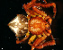  (Onocolus - SCB1DIA012)  @12 [ ] CreativeCommons - Attribution Non-Commercial Share-Alike (2010) Author: Luis N. Piacentini - MACN-Argentina Museo Argentino de Ciencias Naturales