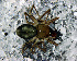  (Grammonota sp. 1 FML - SCB1DIR020)  @13 [ ] CreativeCommons - Attribution Non-Commercial Share-Alike (2010) Author: Luis N. Piacentini - MACN-Argentina Museo Argentino de Ciencias Naturales