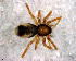  ( - SCC1NGA015)  @13 [ ] CreativeCommons - Attribution Non-Commercial Share-Alike (2010) Author: Luis N. Piacentini - MACN-Argentina Museo Argentino de Ciencias Naturales