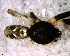  ( - SCD1NDL008)  @12 [ ] CreativeCommons - Attribution Non-Commercial Share-Alike (2010) Author: Mariana L. Barone - MACN-Argentina Museo Argentino de Ciencias Naturales