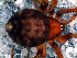  (Dipoena petrunkevitchi - SCD1NDR009)  @12 [ ] CreativeCommons - Attribution Non-Commercial Share-Alike (2010) Author: Luis N. Piacentini - MACN-Argentina Museo Argentino de Ciencias Naturales