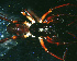  ( - SCD1NEH006)  @12 [ ] CreativeCommons - Attribution Non-Commercial Share-Alike (2010) Author: Facundo M. Labarque - MACN-Argentina Museo Argentino de Ciencias Naturales
