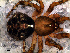  (Ameridion - SCU1NEA010)  @13 [ ] CreativeCommons - Attribution Non-Commercial Share-Alike (2010) Author: Luis N. Piacentini - MACN-Argentina Museo Argentino de Ciencias Naturales