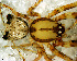  (Mimetus sp. 2 FML - SCU1NEL002)  @12 [ ] CreativeCommons - Attribution Non-Commercial Share-Alike (2010) Author: Luis N. Piacentini - MACN-Argentina Museo Argentino de Ciencias Naturales