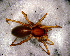  (Parachemmis sp. 2 FML - SCU1NGH005)  @12 [ ] CreativeCommons - Attribution Non-Commercial Share-Alike (2010) Author: Luis N. Piacentini - MACN-Argentina Museo Argentino de Ciencias Naturales