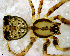  ( - SCU1NHD005)  @12 [ ] CreativeCommons - Attribution Non-Commercial Share-Alike (2010) Author: Luis N. Piacentini - MACN-Argentina Museo Argentino de Ciencias Naturales