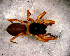  (Corinna sp. 2 FML - SCU1NHH005)  @13 [ ] CreativeCommons - Attribution Non-Commercial Share-Alike (2010) Author: Luis N. Piacentini - MACN-Argentina Museo Argentino de Ciencias Naturales