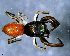  ( - SCU1NHR006)  @11 [ ] CreativeCommons - Attribution Non-Commercial Share-Alike (2010) Author: Luis N. Piacentini - MACN-Argentina Museo Argentino de Ciencias Naturales