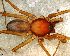  (Parachemmis sp. 1 FML - SFB1D8L003)  @12 [ ] CreativeCommons - Attribution Non-Commercial Share-Alike (2010) Author: Facundo M. Labarque - MACN-Argentina Museo Argentino de Ciencias Naturales