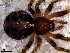  ( - SFB1D8R026)  @12 [ ] CreativeCommons - Attribution Non-Commercial Share-Alike (2010) Author: Luis N. Piacentini - MACN-Argentina Museo Argentino de Ciencias Naturales