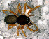  ( - SFB1D8R028)  @13 [ ] CreativeCommons - Attribution Non-Commercial Share-Alike (2010) Author: Luis N. Piacentini - MACN-Argentina Museo Argentino de Ciencias Naturales