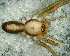  (Parachemmis sp. 1 FML - SFB1D9A018)  @12 [ ] CreativeCommons - Attribution Non-Commercial Share-Alike (2010) Author: Facundo M. Labarque - MACN-Argentina Museo Argentino de Ciencias Naturales