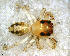  ( - SFB1D9R044)  @13 [ ] CreativeCommons - Attribution Non-Commercial Share-Alike (2010) Author: Facundo M. Labarque - MACN-Argentina Museo Argentino de Ciencias Naturales