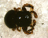  (Cylistella scarabaeoides - SFB1DBR010)  @13 [ ] CreativeCommons - Attribution Non-Commercial Share-Alike (2010) Author: Facundo M. Labarque - MACN-Argentina Museo Argentino de Ciencias Naturales