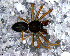  (Agyneta sp. 1 FML - SFC1DAH014)  @13 [ ] CreativeCommons - Attribution Non-Commercial Share-Alike (2010) Author: Luis N. Piacentini - MACN-Argentina Museo Argentino de Ciencias Naturales