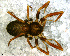  ( - SFC1DBR026)  @13 [ ] CreativeCommons - Attribution Non-Commercial Share-Alike (2010) Author: Luis N. Piacentini - MACN-Argentina Museo Argentino de Ciencias Naturales
